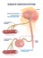 Somatic nervous system with human brain impulse to muscle outline diagram