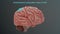 Somatosensory association area of human brain