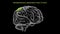 Somatosensory association area of human brain