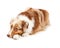 Somber Australian Shepherd Dog Laying