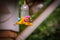 Sombre Hummingbird (Aphantochroa cirrochloris) feeding on a feeder in Brazil coutryside