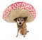 Sombrero dog