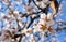 some almond white flowers at the end of a branch of an almond tree in a spring day with a floral background plenty of flowers of