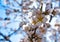 some almond white flowers at the end of a branch of an almond tree in a spring day with a floral background plenty of flowers of