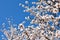 some almond white flowers at the end of branches of an almond tree in a spring day with a floral background plenty of flowers of