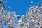 some almond white flowers at the end of branches of an almond tree in a spring day with a floral background plenty of flowers of