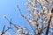 some almond white flowers at the end of branches of an almond tree in a spring day with a floral background plenty of flowers of