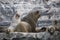 Some Antarctic seals lounging on the rocks