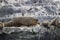 Some Antarctic seals lounging on the rocks