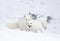 Some Arctic fox Vulpes lagopus playing with each other in the winter snow in Montana, USA