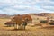 Some autumnal trees on the grassland