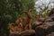 Some Barbary Sheep Standing on Rocks