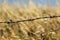 Some Barbed wire with a field of a golden crop