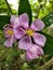 Some beautiful purplish pink flowers in a garden