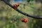 Some berries of mountain ash