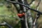 Some berries of mountain ash