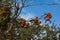 Some berries of mountain ash