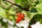 Some berries of red currant