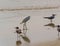 Some birds on a beach