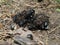 Some black dung-beetles