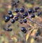 Some black fox-grapes