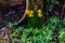 Some blooming daffodils in an idyllic garden with an earthenware jar in spring