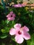 some blooming pink hibiscus flower with some beautiful buds with fresh green leaves