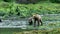 Some brown bears move around on the rocks in the mossy river.