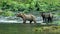 Some brown bears move around on the rocks in the mossy river.