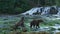 Some brown bears were walking up and down the bank of the river.