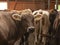 Some brown cows in a beautiful wooden stable