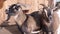 Some brown goats in front of a barn