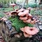 Some brown mushrooms on a tree stump