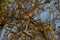 Some brown sparrows with high combs sitting on the benches of dry trees