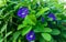 Some Butterfly pea, bluebellvine, blue pea, cordofan pea (Clitoria ternatea) or bunga telang or talang in Indonesian