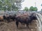 Some cattle in a yard waiting to board a cattle truck in Australia