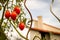 Some cherry tomatoes on the huge garden