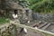 Some chickens in a stoned enclosure . eco farm scene with free-range hens