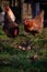 Some chickens at the village farm walking through the green grass. domestic birds watching strange  to the nest with eggs. barnyar