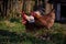 Some chickens at the village farm walking through the green grass. domestic birds watching strange  to the nest with eggs. barnyar