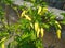 some chilies that are starting to turn yellow in the farmers& x27; rice fields