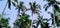 Some coconut trees with beautiful nature in India
