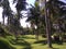 some coconut trees in the middle of a green field