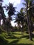 some coconut trees in the middle of a green field