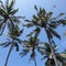 Some coconut trees under the clear and beautiful sky