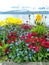 Some colored flowers on the shore of Geneva lake with Swiss alps in a nice bokeh background