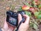 Some colorful leaves fallen on the ground in front of camera lens