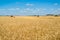 some combine harvests grain harvest in field, Russia