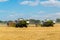 some combine harvests grain harvest in field, Russia