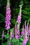 Some common foxgloves blooming in the forest